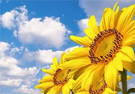 國內蔬菜、雞蛋價格上漲，豬肉小幅下跌 國際大宗農產品價格漲跌互現(xiàn)