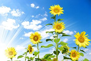 “重災(zāi)區(qū)”荷蘭再度暴發(fā)禽流感疫情 約4萬(wàn)只家禽被撲殺