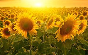 國家發(fā)改委：密切關注生豬市場動態(tài)，繼續(xù)擇機投放中央豬肉儲備