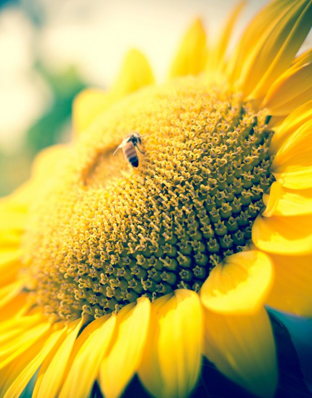 商務(wù)部對外貿(mào)易司：8月上半月中國豆粕進口實際裝船 1250.00 噸，同比下降 95.79%