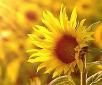 海關(guān)總署：11月份中國(guó)大豆進(jìn)口量為792萬(wàn)噸，同比提高7.8%